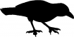 Motif à tricoter oiseaux/corneille1